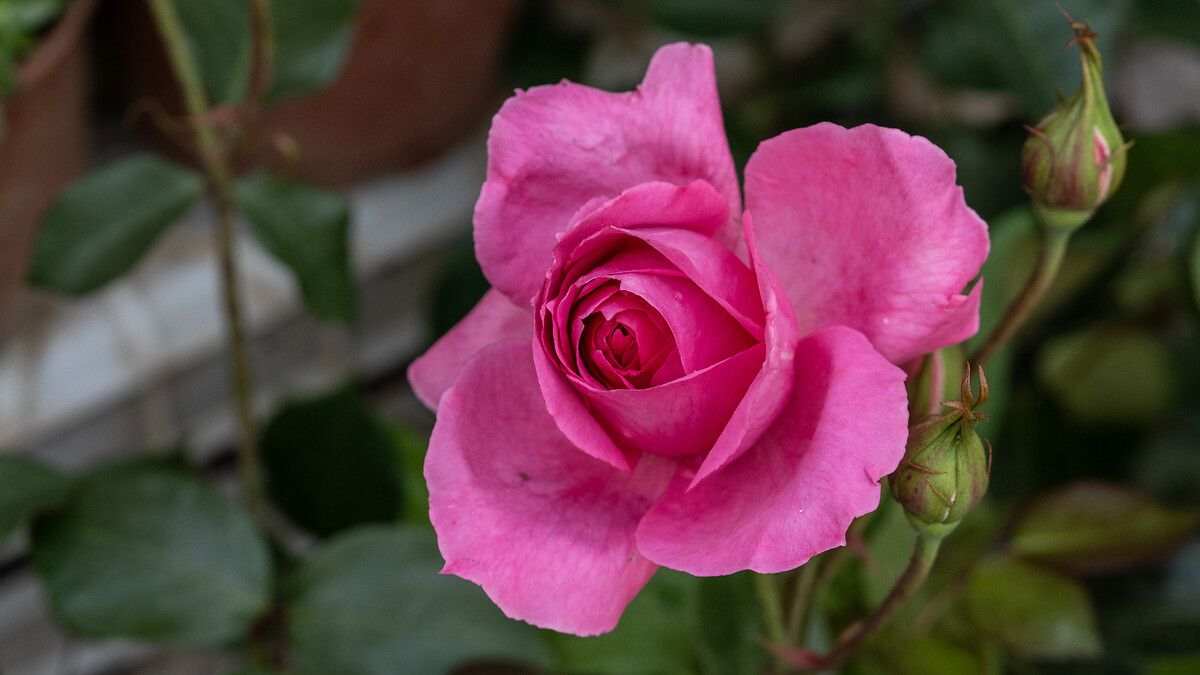 Önemli Dikkat Edilmesi Gerekenler