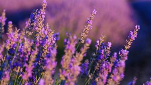 Gelip Geçen Çiçekler: Hem Gözlere Hem Mideye Hitap Eden Renkli Dünyalar