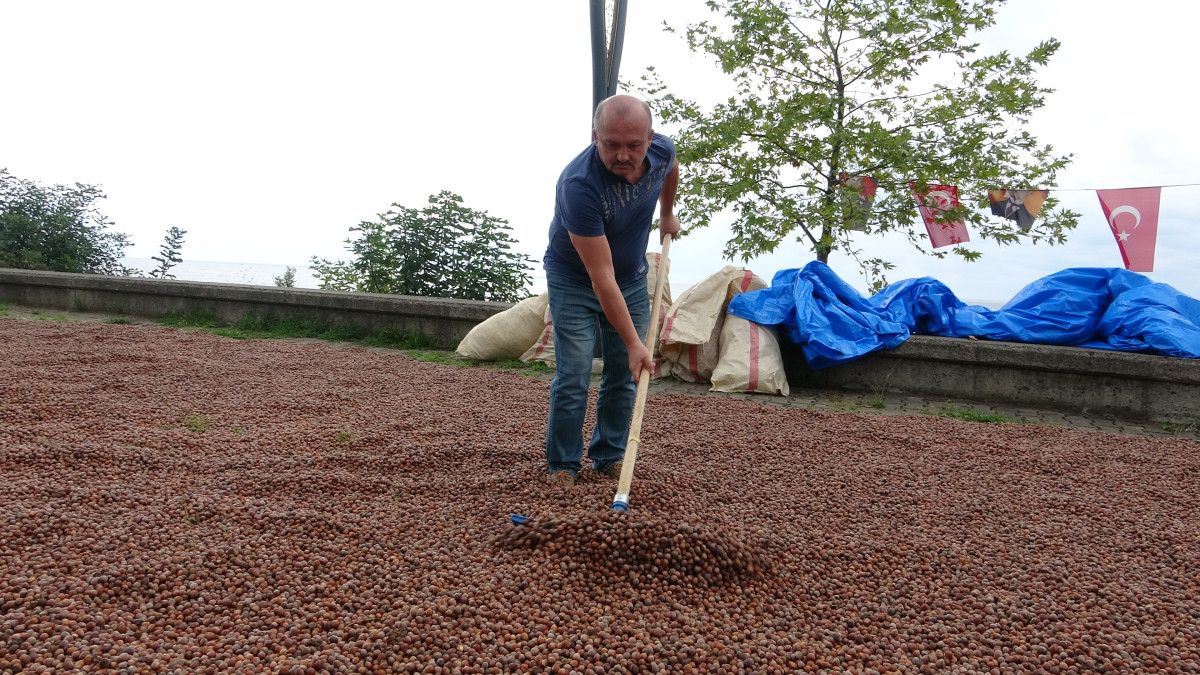 Giresun'da Fındık Hasadından Sonra Kurutma Süreci ve Detaylar
