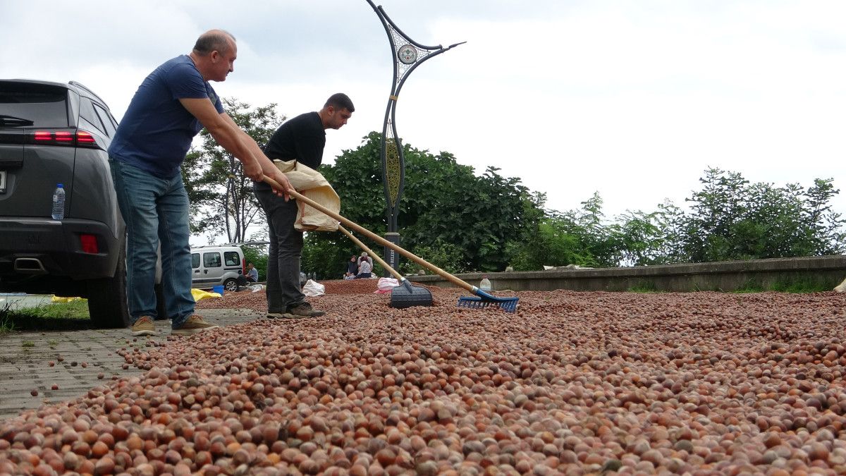 Giresun'da Fındık Hasadından Sonra Kurutma Süreci ve Detaylar