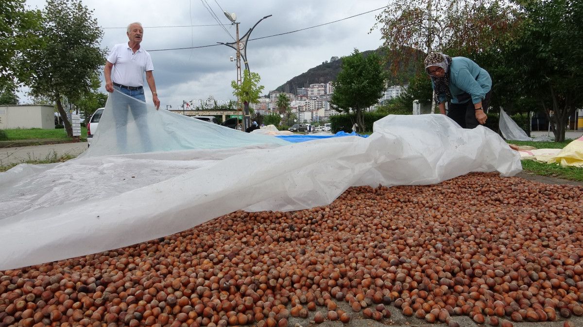 Giresun'da Fındık Hasadından Sonra Kurutma Süreci ve Detaylar