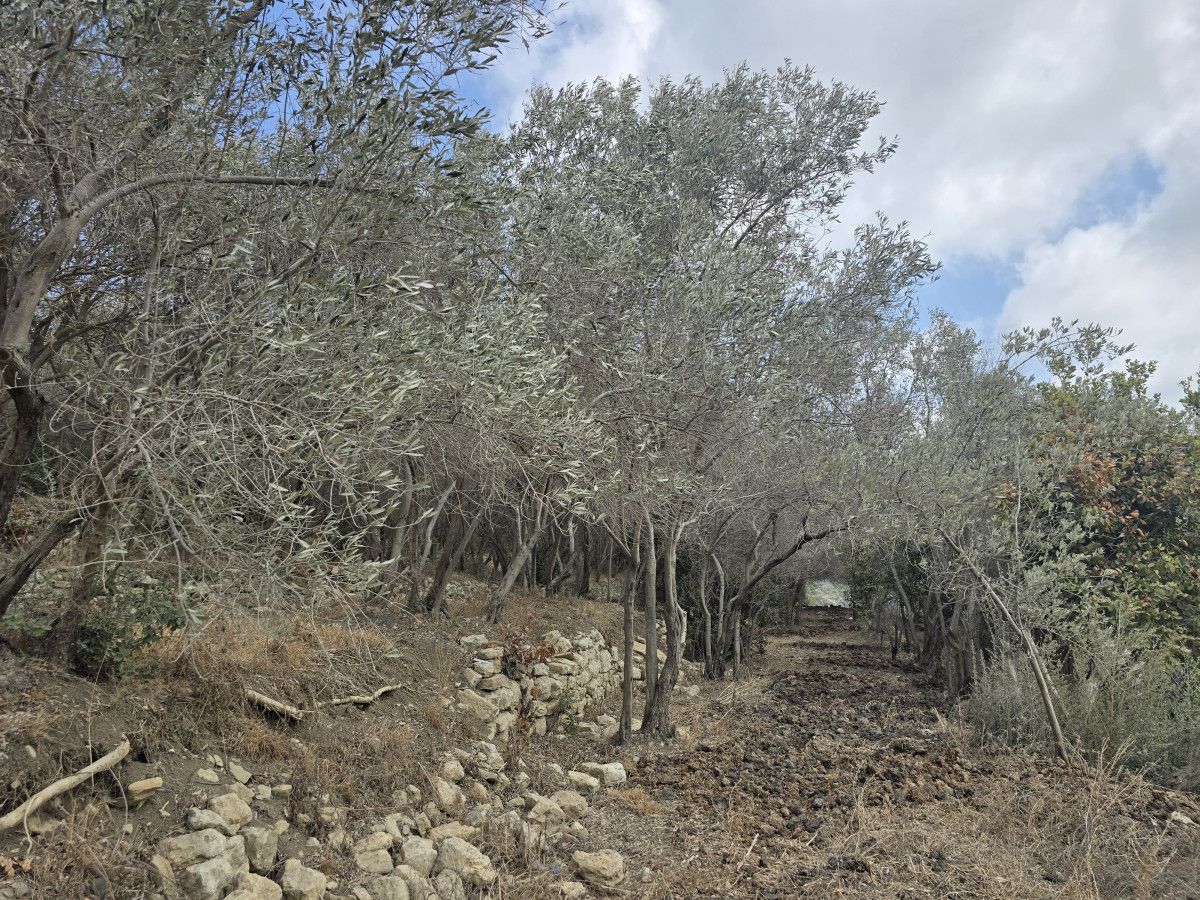 Halhalı Zeytinlerinin Hasat Döneminde Yaşadığı Ciddi Kayıplar ve Kuraklığın Etkisi