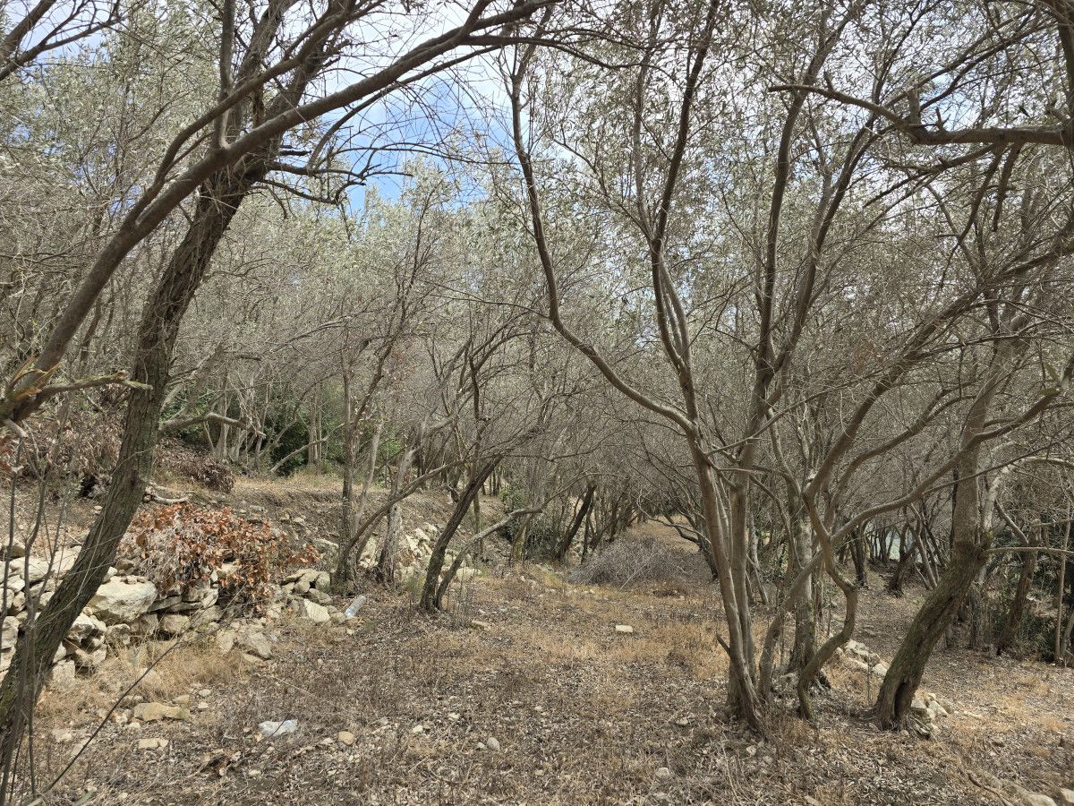 Halhalı Zeytinlerinin Hasat Döneminde Yaşadığı Ciddi Kayıplar ve Kuraklığın Etkisi