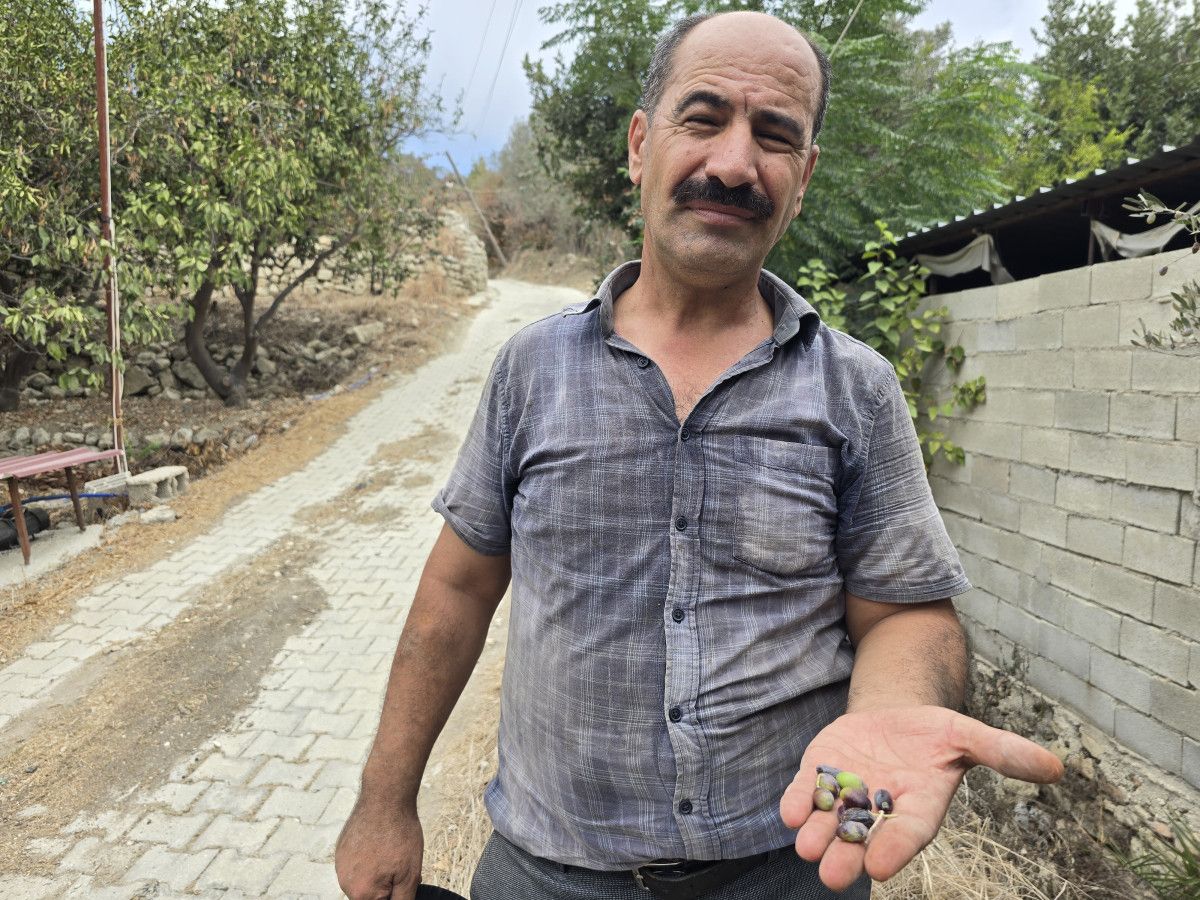 Halhalı Zeytinlerinin Hasat Döneminde Yaşadığı Ciddi Kayıplar ve Kuraklığın Etkisi