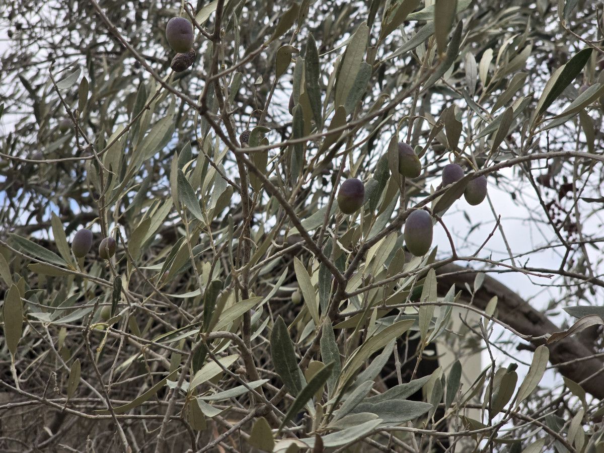 Halhalı Zeytinlerinin Hasat Döneminde Yaşadığı Ciddi Kayıplar ve Kuraklığın Etkisi