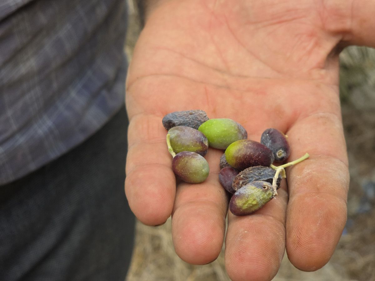 Halhalı Zeytinlerinin Hasat Döneminde Yaşadığı Ciddi Kayıplar ve Kuraklığın Etkisi