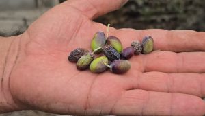 Halhalı Zeytinlerinin Hasat Döneminde Yaşadığı Ciddi Kayıplar ve Kuraklığın Etkisi