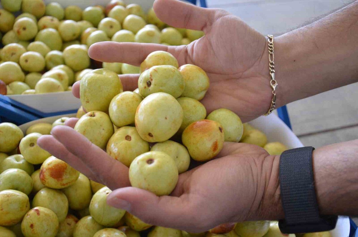Söğütçük Mahallesi’nde Hünnap Üretiminde Yeni Dönem
