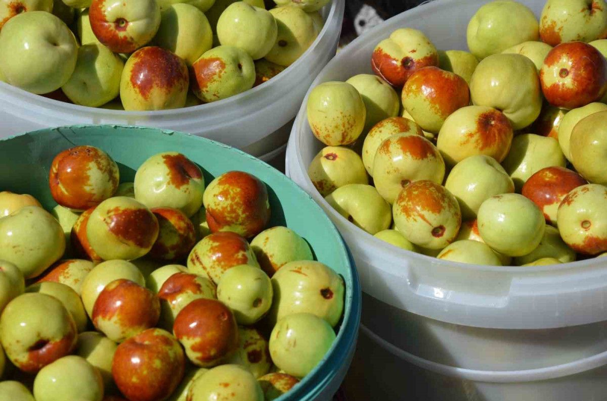 Hünnap Meyvesinin Sağlığa Olan Yüksek Katkıları