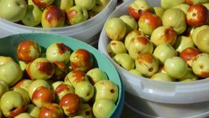 Hasat Başladı: Ölümsüzlük Meyvesiyle Tanışın – Yiyen Kötü Gün Görmüyor!