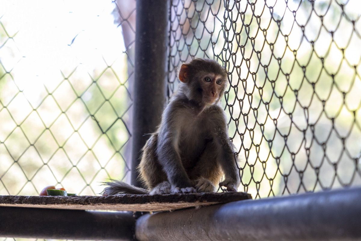 Hatay'da Şiddet Mağduru Maymun Koruma Altında: Detaylar ve Güncel Gelişmeler