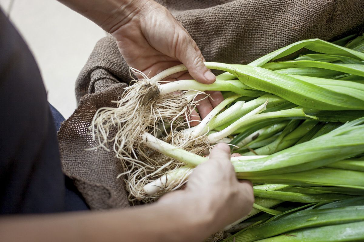 Her Çeşidiyle Vücuda Şifa Veren Soğanın Sağlığa Etkileri