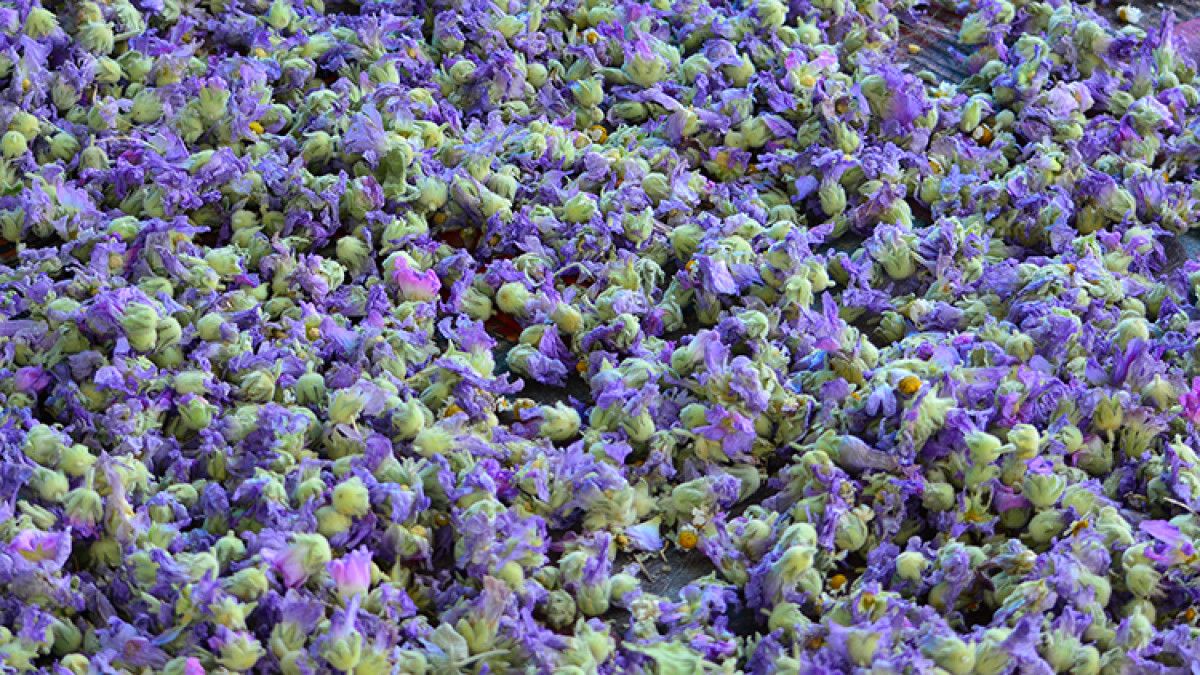 İbn-i Sinanın 16 Değerli Önerisi: Işığın Geçmişten Günümüze Yolculuğu