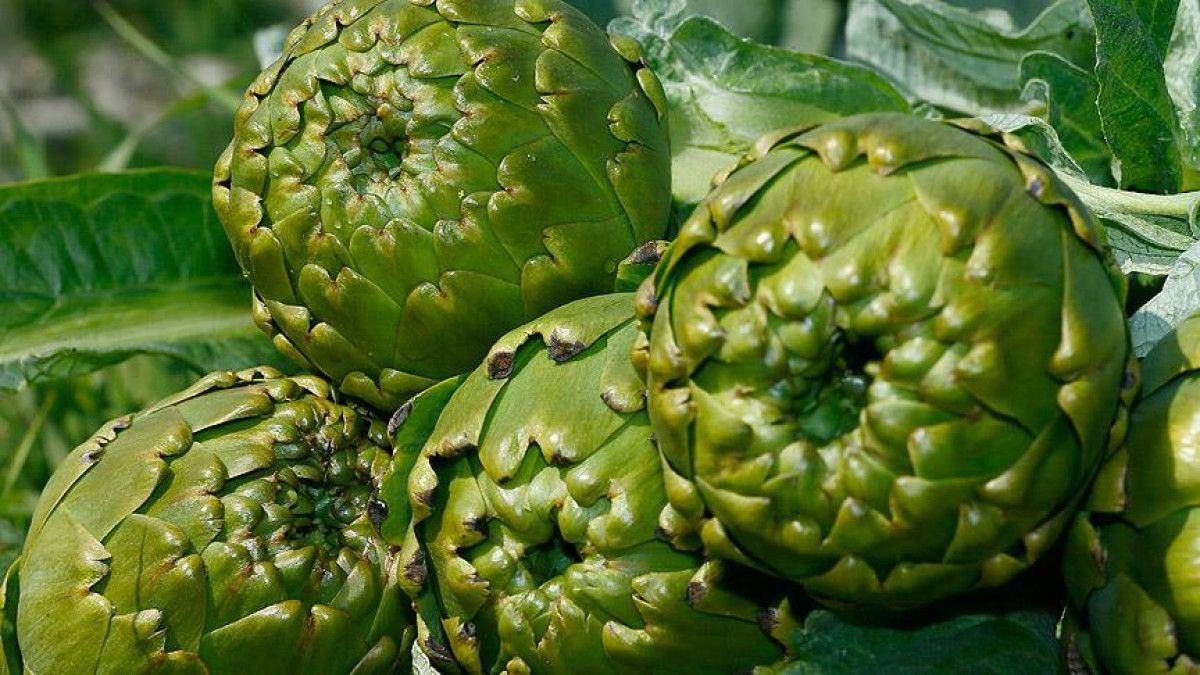 İbn-i Sinanın 16 Değerli Önerisi: Işığın Geçmişten Günümüze Yolculuğu