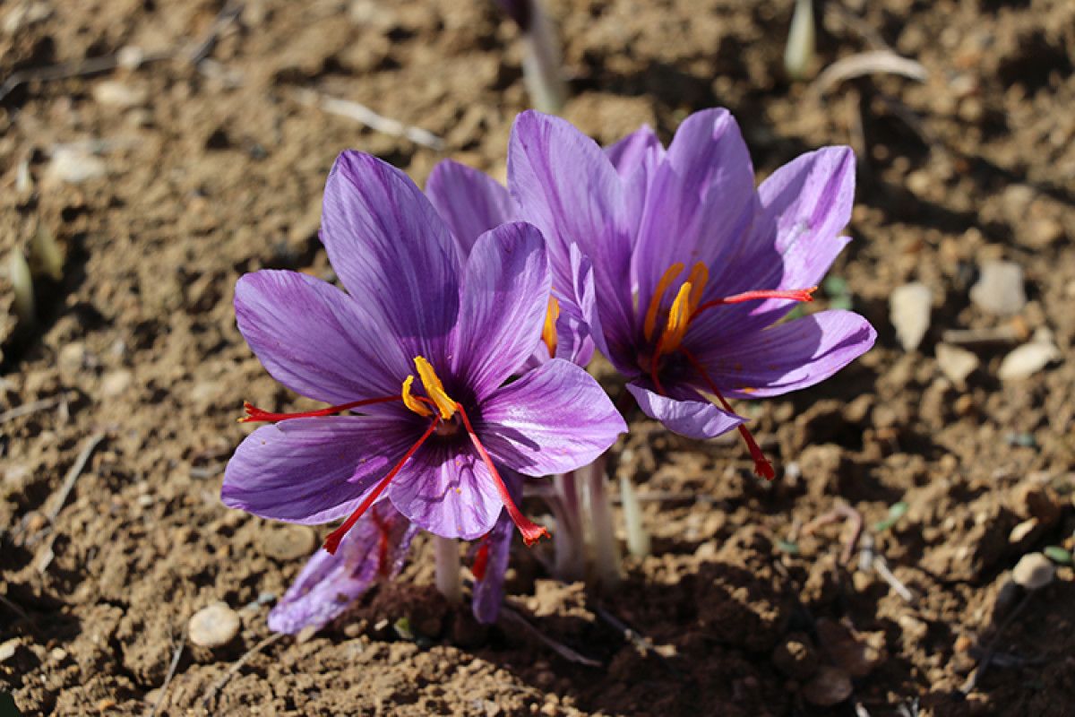 İbn-i Sinanın 16 Değerli Önerisi: Işığın Geçmişten Günümüze Yolculuğu