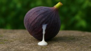 İncir Sütüyle 7 Günlük Bakım: Cildinizdeki Farkı Gördünüz Mü?