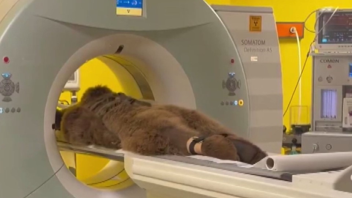 Ayının Sağlık Durumu ve Tomografi Sonuçları