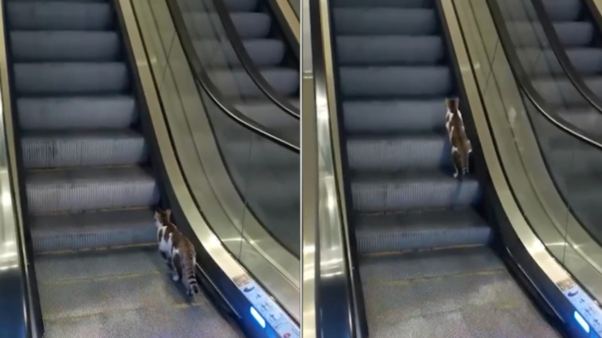 Kedi ve Vatandaşların Mücadelesi