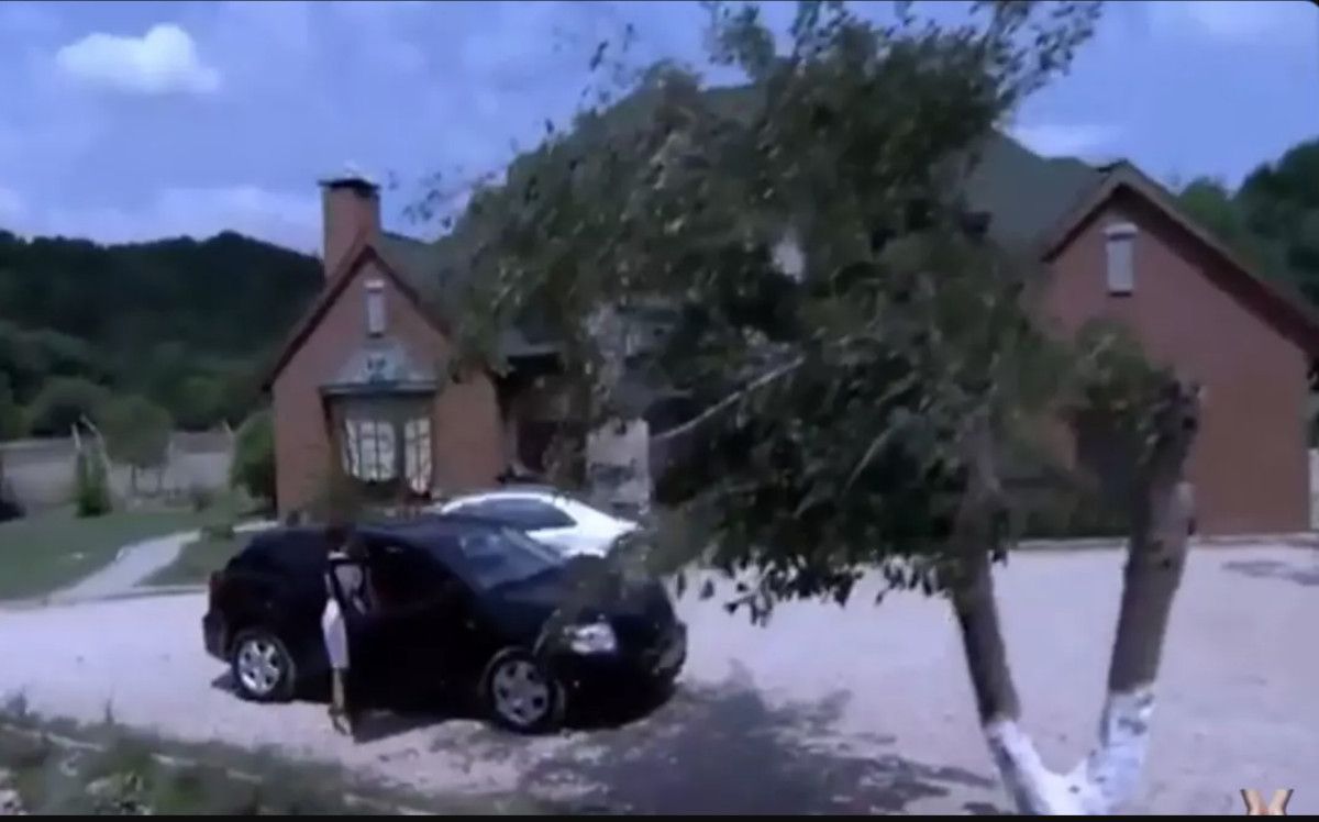 Zeytin Ağaçlarına Duyduğu Bağlılık