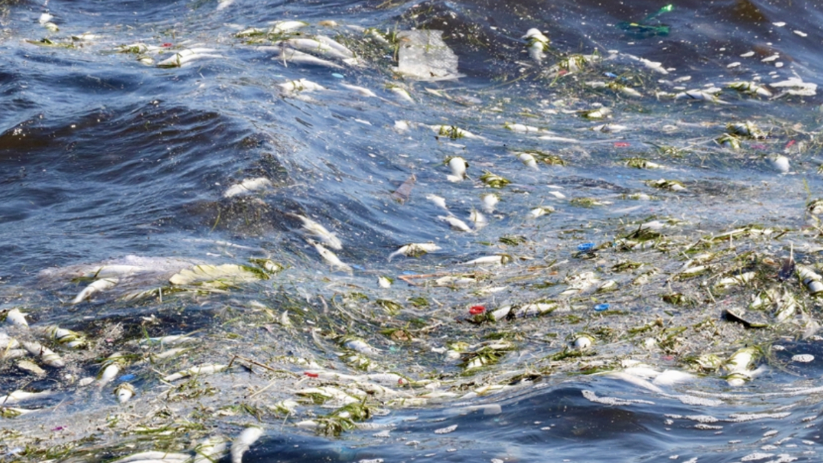 Vatandaşların Endişeleri ve İstekleri