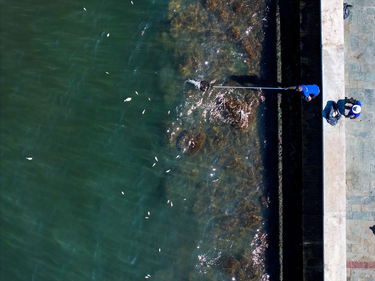 İzmir Körfezinde Balık Ölümünün Sebepleri ve Güncel Durum