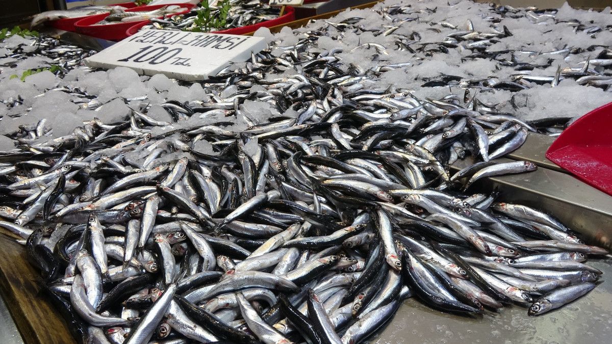 Hamsi ve Diğer Balık Çeşitleri Sevindirdi