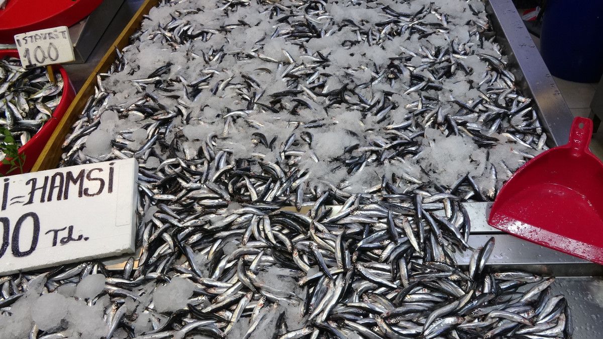 Karadeniz'de Hamsi Bereketiyle Dolu Bir Sezon Yaşanıyor