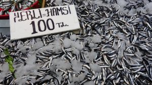 Karadeniz’de Hamsi Bereketiyle Dolu Bir Sezon Yaşanıyor