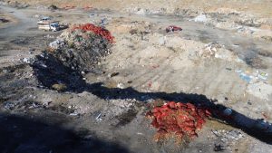 Karaman’da Boş Araziye Dökülen Tonlarca Soğan Vatandaşların İlgisini Çekti