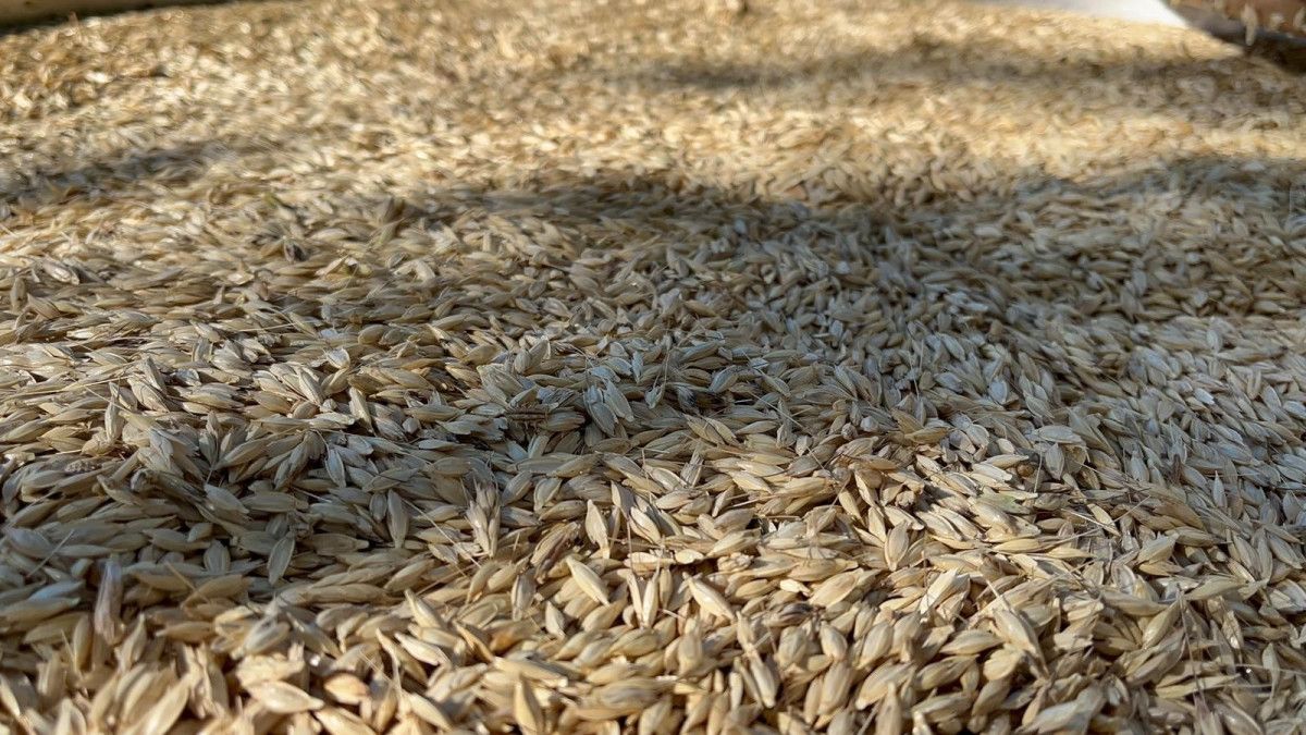 Kastamonu'nun 12 Bin Yıllık Siyez Geleneği UNESCO'nun Takdirini Topluyor