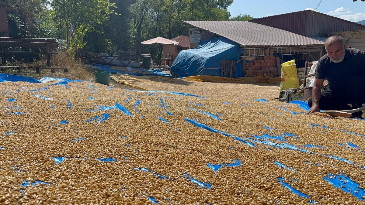 Kastamonu'nun 12 Bin Yıllık Siyez Geleneği UNESCO'nun Takdirini Topluyor