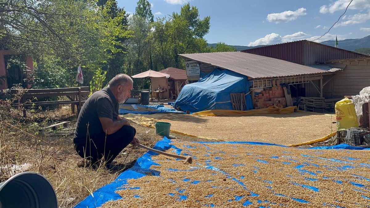 Kastamonu'nun 12 Bin Yıllık Siyez Geleneği UNESCO'nun Takdirini Topluyor