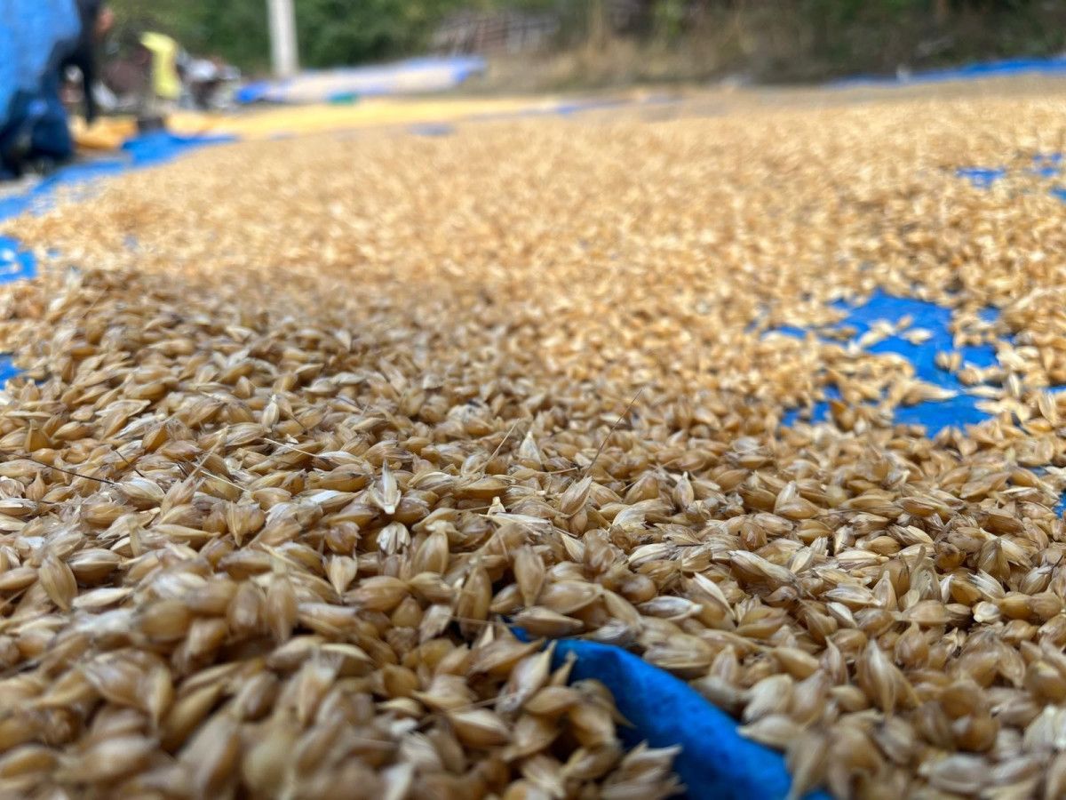 Kastamonu'nun 12 Bin Yıllık Siyez Geleneği UNESCO'nun Takdirini Topluyor