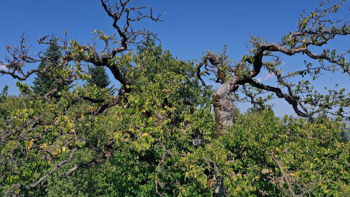 Yaş Tahmininde Uzman Görüşleri