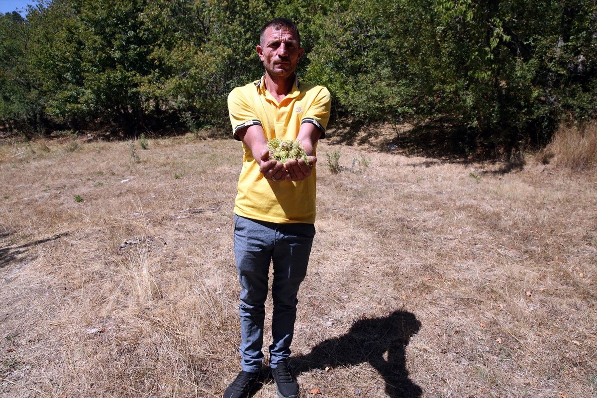 Kastamonu'nun Beş Asırlık Türk Fındık Geleneği ve Tarihi