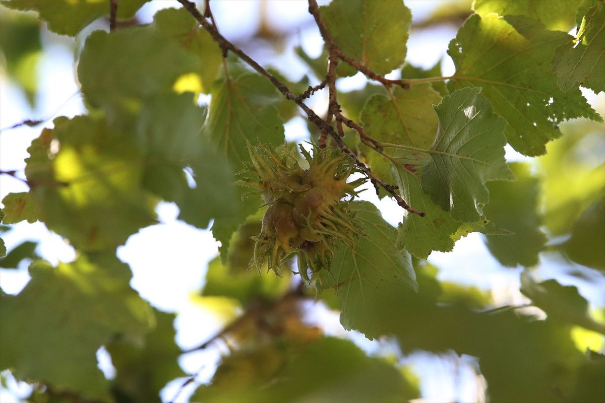 Kastamonu'nun Beş Asırlık Türk Fındık Geleneği ve Tarihi