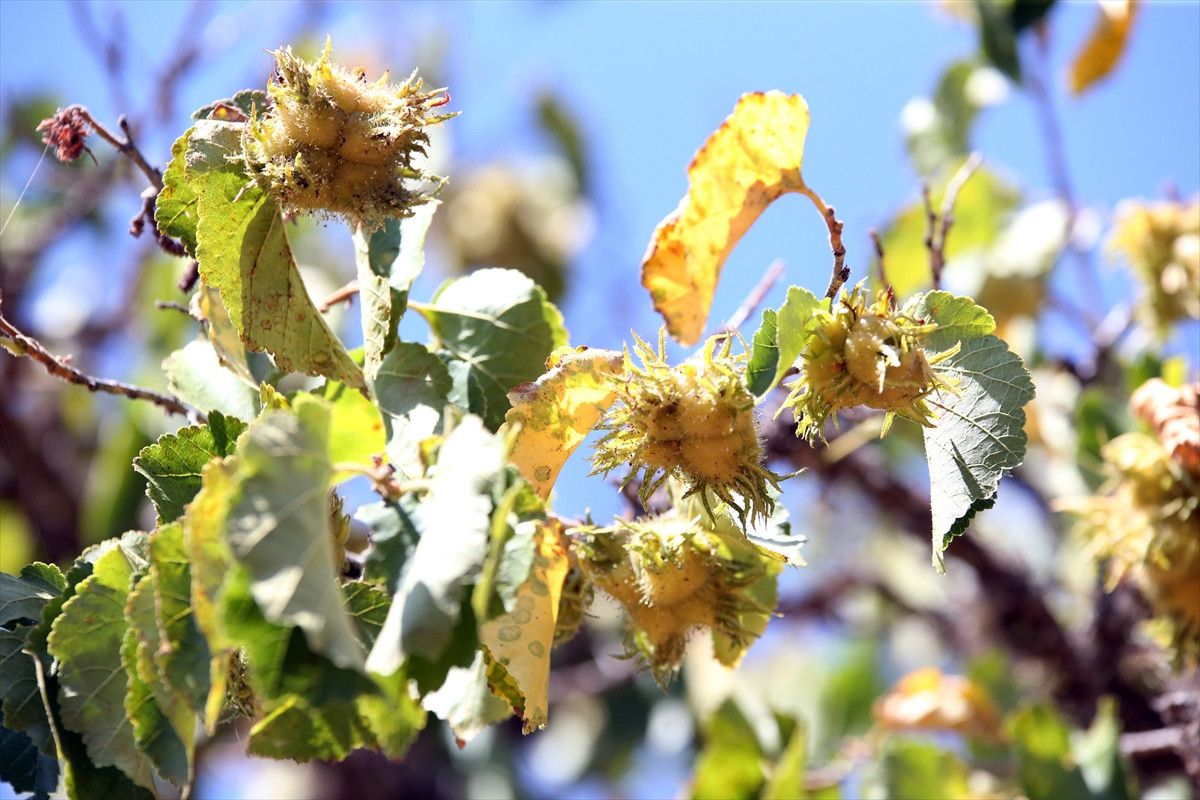 Kastamonu'nun Beş Asırlık Türk Fındık Geleneği ve Tarihi