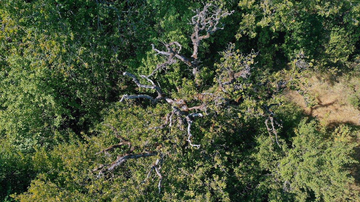 Devasa Ağaçların Kesintisiz Meyve Vermesi