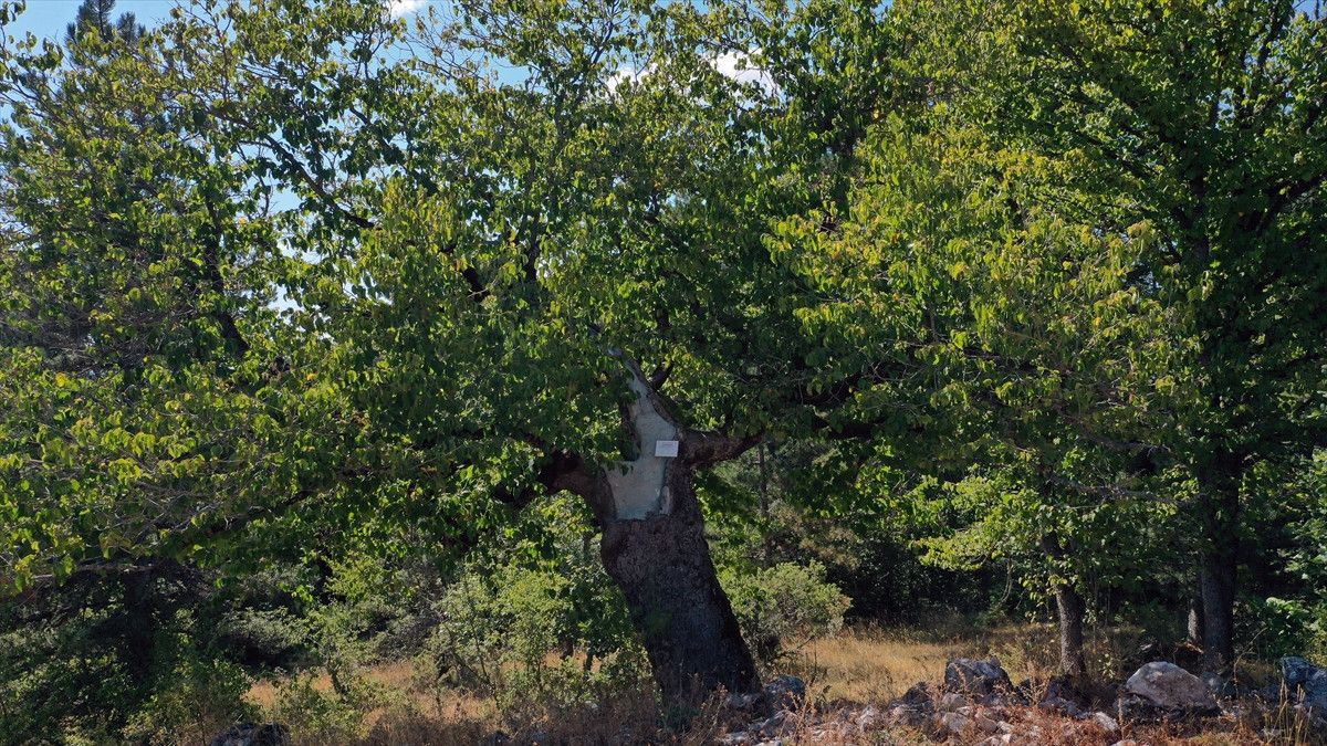 Kastamonu'nun Beş Asırlık Türk Fındık Geleneği ve Tarihi