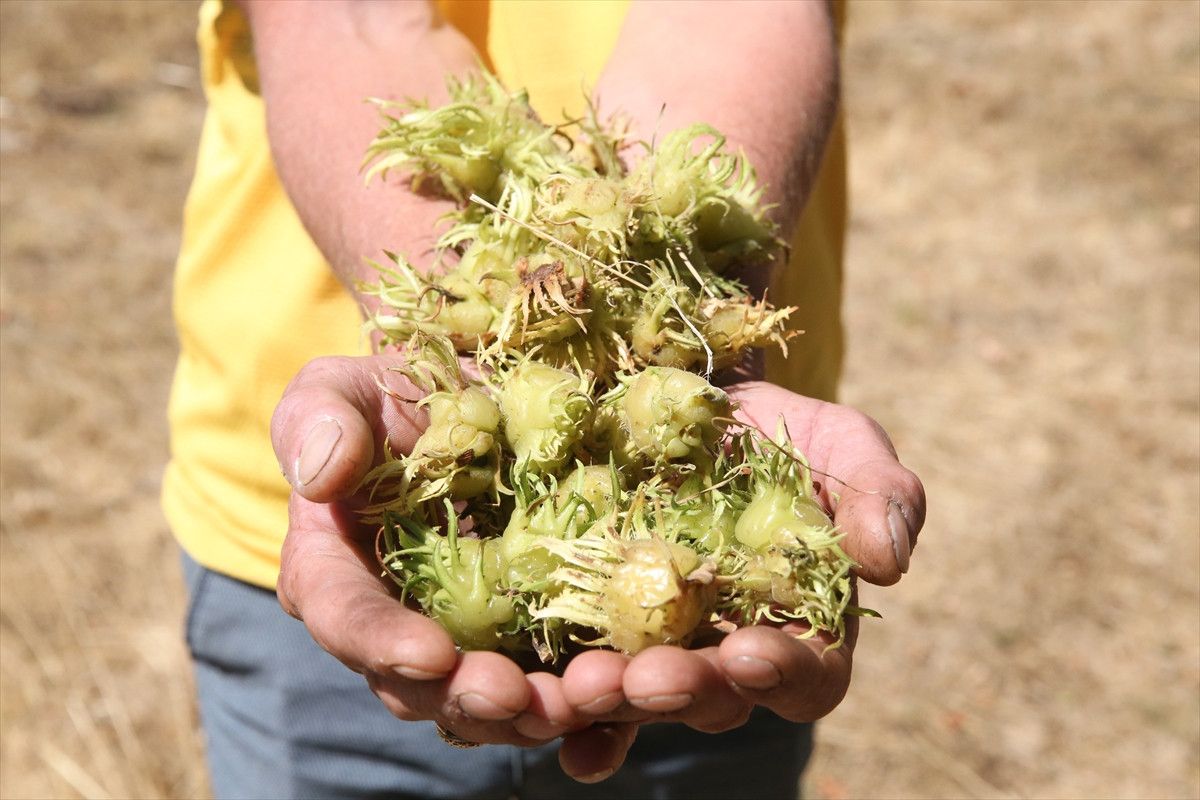 Kastamonu'nun Beş Asırlık Türk Fındık Geleneği ve Tarihi