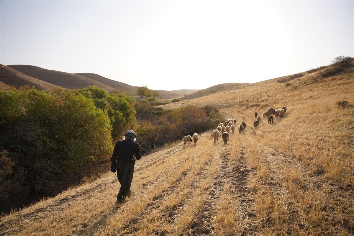 Kerkük Çobanının Çocuklara Kuran-ı Kerim Sevgisi Aşılayan Hikayesi