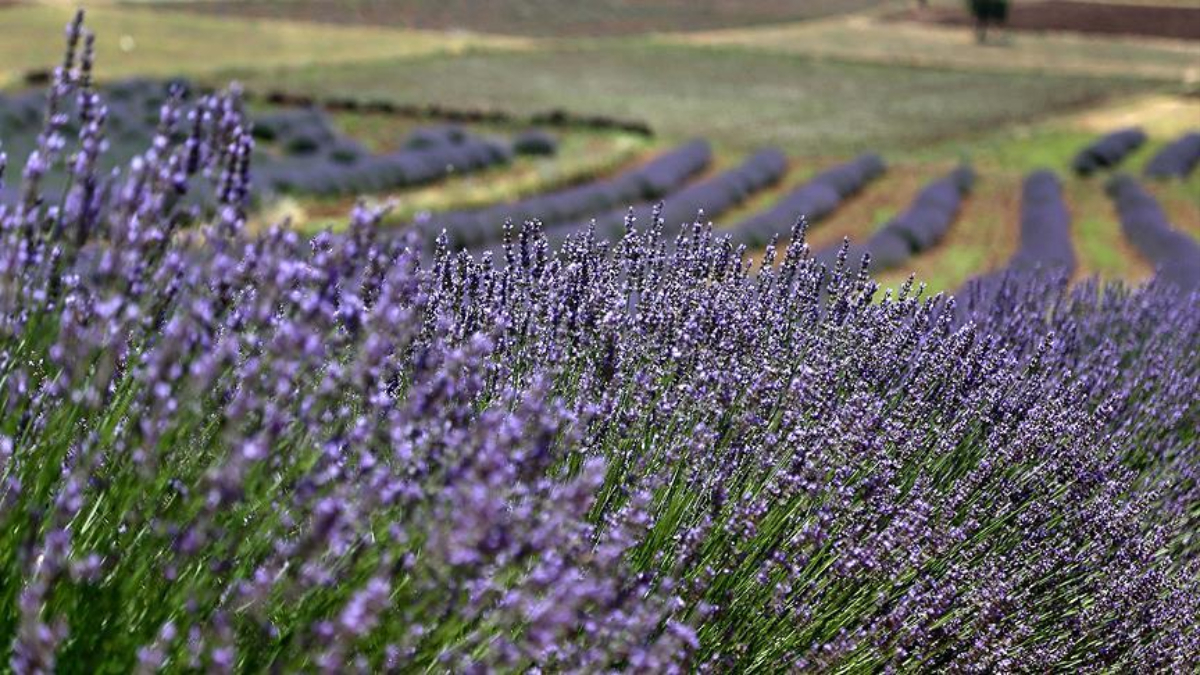 Kimyasallara Veda Edin: Evde Böcekleri Uzaklaştıran 5 Doğal Bitki