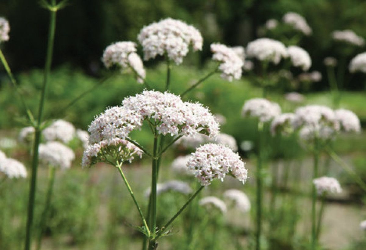 Kimyasallara Veda Edin: Evde Böcekleri Uzaklaştıran 5 Doğal Bitki