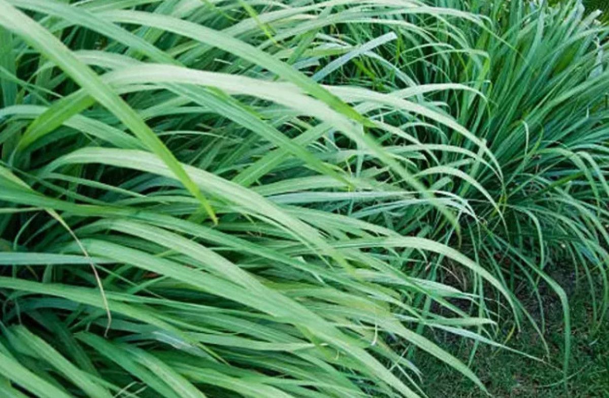 Kimyasallara Veda Edin: Evde Böcekleri Uzaklaştıran 5 Doğal Bitki