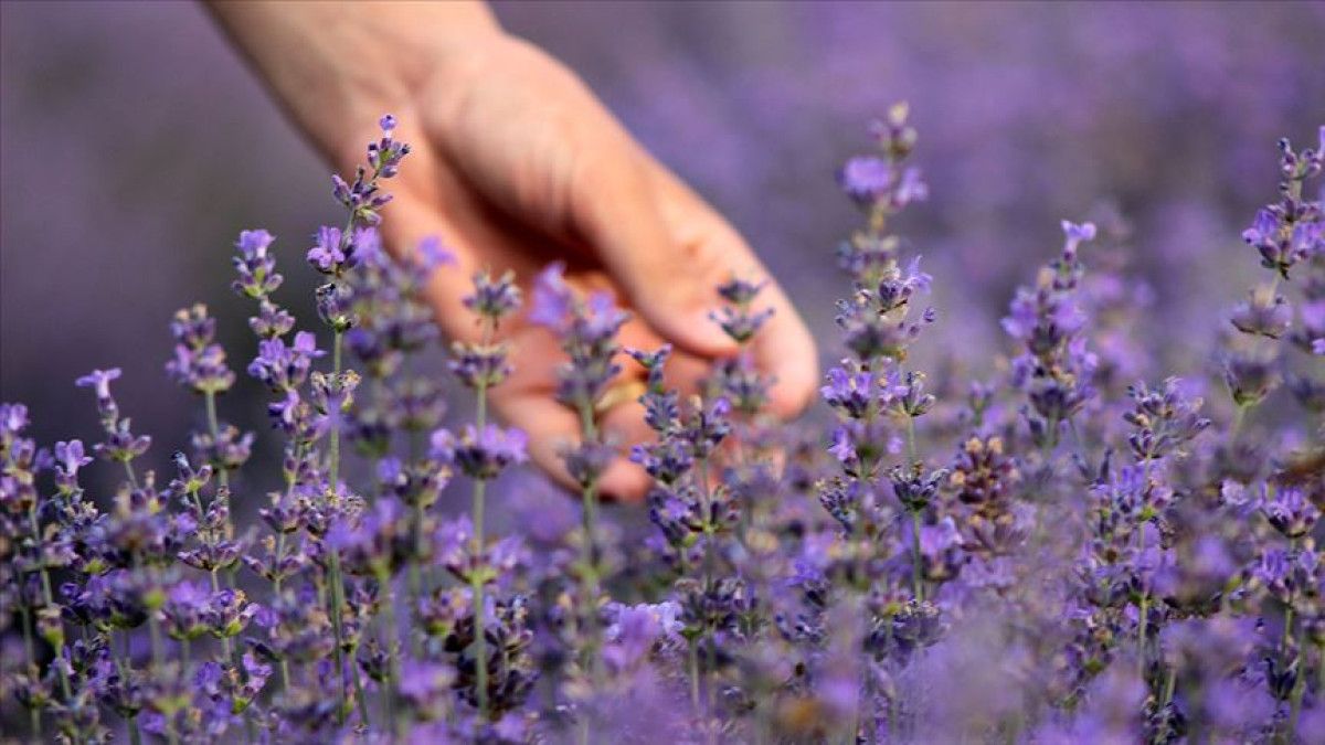 Kimyasallara Veda Edin: Evde Böcekleri Uzaklaştıran 5 Doğal Bitki