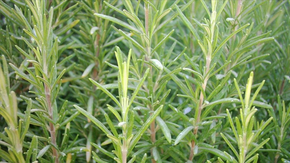 Kimyasallara Veda Edin: Evde Böcekleri Uzaklaştıran 5 Doğal Bitki