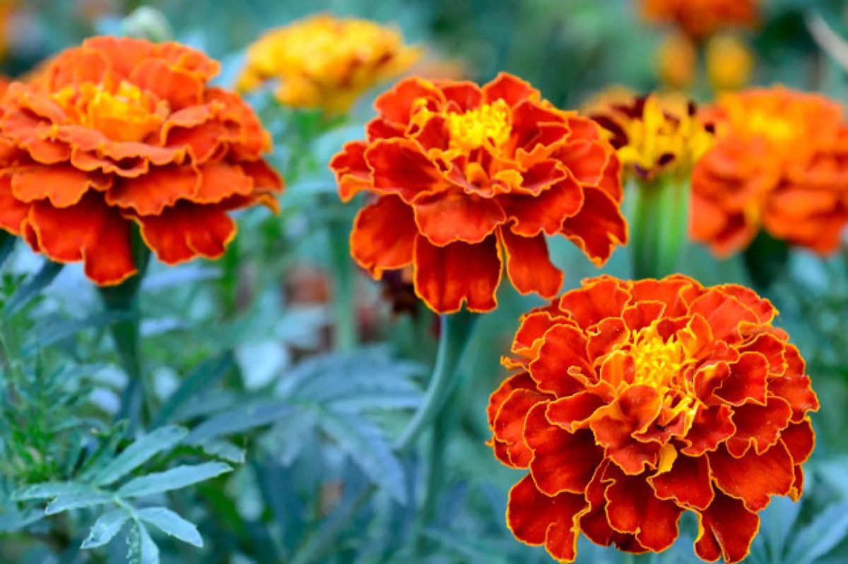 Kimyasallara Veda Edin: Evde Böcekleri Uzaklaştıran 5 Doğal Bitki