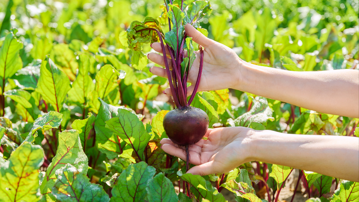 Kırmızı Pancarın Kalp Destekleyici ve Beyin Güçlendirici Mucizevi Faydaları