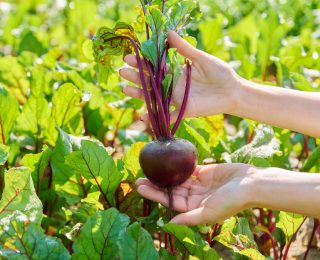 Kırmızı Pancarın Kalp Destekleyici ve Beyin Güçlendirici Mucizevi Faydaları