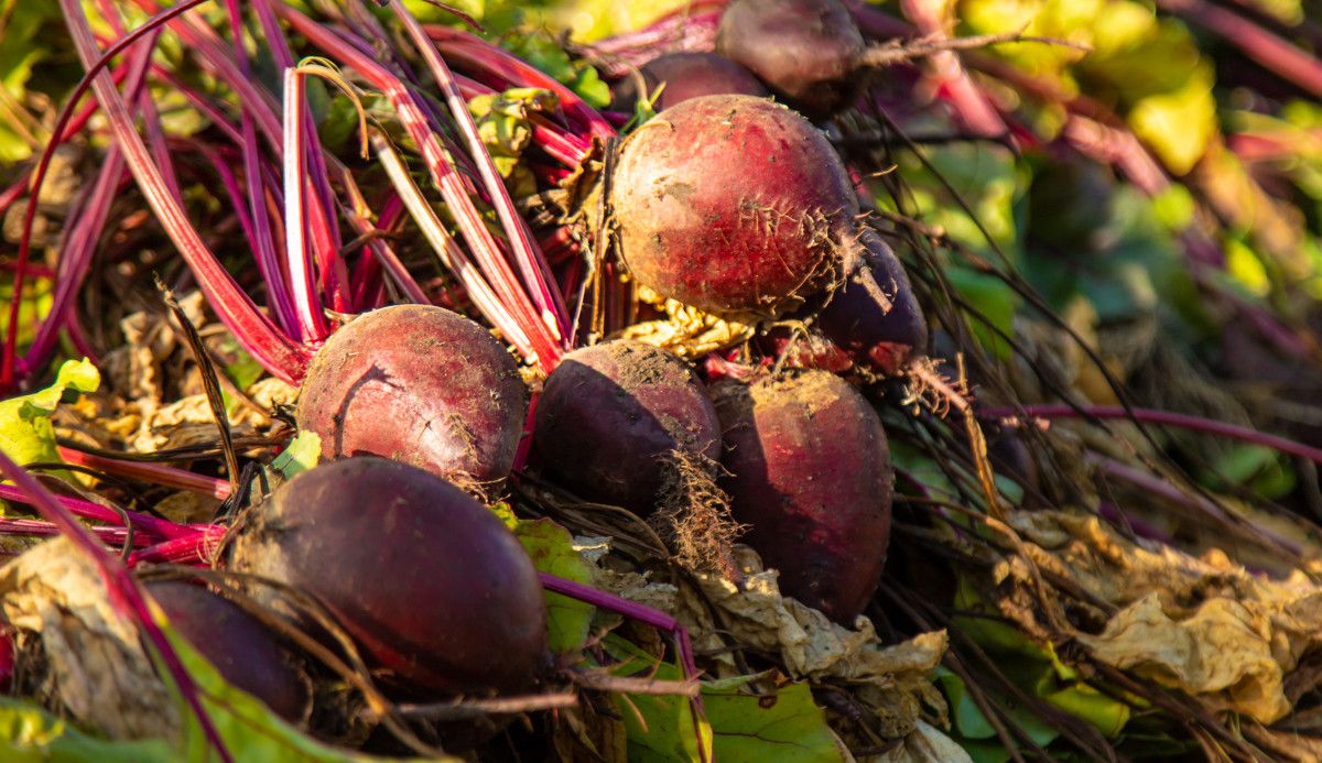 Kırmızı Pancarın Kalp Destekleyici ve Beyin Güçlendirici Mucizevi Faydaları